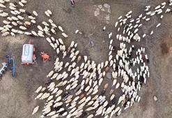 Kuzular anneleri ile buluştu, o anlar dron kamerasıyla görüntülendi