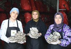 Samsun'da girişimci kadınlar yılda 60 ton istiridye mantarı üretiyor