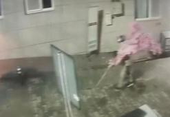 Camı açamayan hırsız, kapıdaki değerli süs ağacını söktü; o anlar kamerada