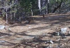 Ormanda dolaşan çakallar fotokapanla görüntülendi