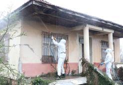 Kahverengi kokarcalar kışlaklardan çıkmadan imha ediliyor