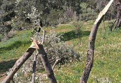 Aydın'da 700 incir ve zeytin ağacı kesildi