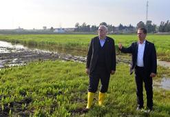 TZOB Genel Başkanı Bayraktar: Adana'da 36 bin 566 dönüm tarım alanı su altında kaldı