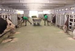 Malatya TİGEM'de şap hastalığı; bölge karantinada