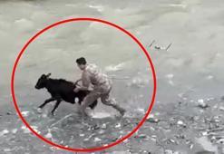 Sahibinden kaçan buzağıyı polis memuru yakaladı; o anlar kamerada
