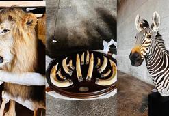 Trabzon'da 19 yaban hayvanı trofesi ele geçirildi