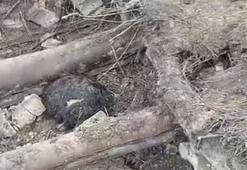 Van'da ahır çöktü; 20 küçükbaş öldü