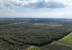 ‘81 İlde 81 Orman’ projesi ilkbahar dikimleriyle devam ediyor