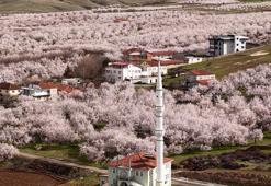 Geçen yıl zirai dondan etkilenen kayısı ağaçları çiçek açtı