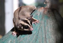 Kaçak bakılan 33 'uçan sincap' rehabilitasyona alındı