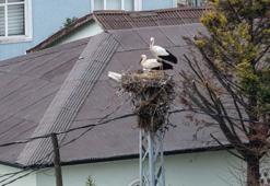 Afrika'dan göç eden leylekler İstanbul'a ulaştı
