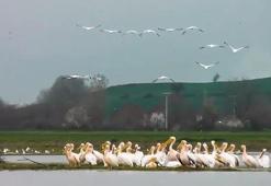 Göç yolundaki pelikan sürüsü, Boğazköy Barajı'nda görüntülendi