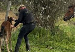 Tellere takılan tayı kurtarıp annesine kavuşturdu