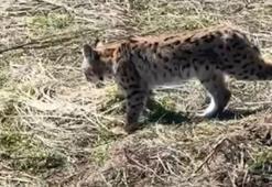 Ormanın hayaleti vaşağın çığlığı kamerada