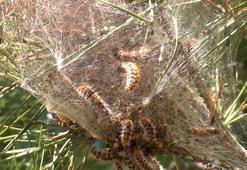 Ormanlarda sessiz tehlike; çam kese tırtılı uyarısı