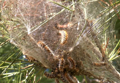 Ormanlarda sessiz tehlike; çam kese tırtılı uyarısı