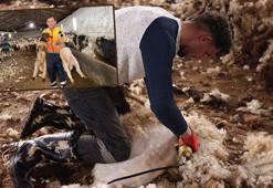 Kars’ta koyun kırkım sezonu başladı