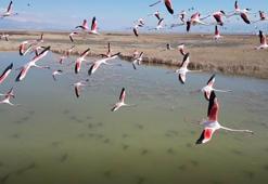 Kayseri’de flamingoların görsel şöleni dron kamerasında