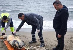 Tekirdağ'da ölü caretta caretta kıyıya vurdu