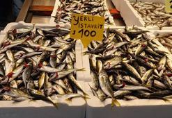 Av yasağı yaklaştı; hamsi yerini istavrite bıraktı