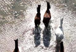 Kızılırmak Deltası’nda yılkı atları dronla görüntülendi