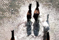 Kızılırmak Deltası’nda yılkı atları dronla görüntülendi