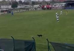 Sahaya giren köpek, maçın geçici olarak durmasına neden oldu