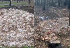 Tarsus’ta ormana çok sayıda tavuk ölüsü atıldı