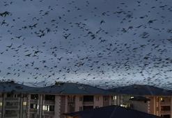 Ardahan’da, binlerce karga gökyüzünü kapladı