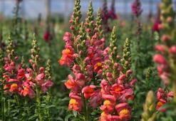 Antalya'dan Avrupa'ya yeni çiçek: Aslanağzı