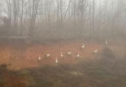 Göç yolundaki leylekler, yoğun sis nedeniyle Kırklareli'nde kara yolu kenarına indi