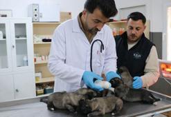 Yangında kurtarılan 6 yavru köpek tedaviye alındı