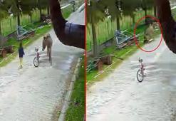 Evinin önünde oynayan çocuğa eşek saldırdı; o anlar kamerada