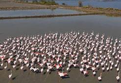 Aydın'da flamingolar için yemleme çalışması