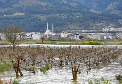 İkinci kez sular altında kalan Gediz Ovası'ndaki bağlarda kök çürümesi tehlikesi