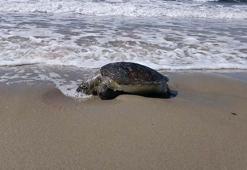 Kuşadası’nda bir ölü deniz kaplumbağası daha sahile vurdu; sayı 8’e çıktı
