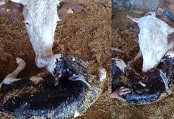 Kayseri’de yeni doğan buzağı ile annenin kavuşması kamerada