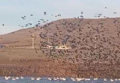Sınır köyü Küçük Aküzüm, göçmen kuşları misafir ediyor