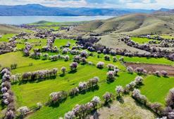 Tunceli'de badem ağaçları çiçek açtı; manzara dron ile görüntülendi