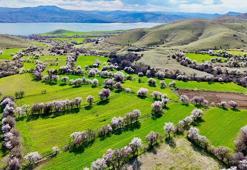 Tunceli'de badem ağaçları çiçek açtı; manzara dron ile görüntülendi