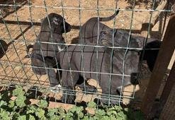 Yavru köpeklerin kulaklarını kesip satan üreticiye 327 bin TL para cezası