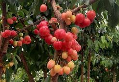 Jeotermal serada yetiştirilen kirazlarda ilk hasat yapıldı