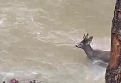 Karacanın çaydan zorlu geçişi kamerada