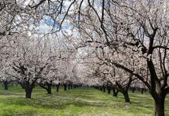 Kayısı ağaçları çiçek açtı, Iğdır Ovası beyaza büründü