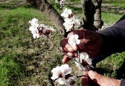Kayseri'de geçen yıl don nedeniyle hasat yapılamayan kayısı ağaçlarında 13 bin ton rekolte hedefi