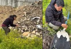 Göç yolundaki leylek tüfekle vuruldu