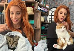 Engelli 3 kedi, veterinerde fizik tedaviyle yürümeye başladı