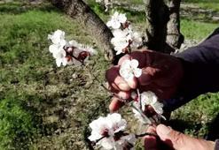 Kayseri'de geçen yıl don nedeniyle hasat yapılamayan kayısı ağaçlarında 13 bin ton rekolte hedefi