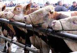 Türkiye'nin en büyük canlı hayvan pazarında yoğunluk