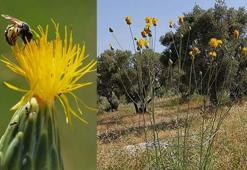 'Tülüşah, yok olma tehlikesiyle karşı karşıya'